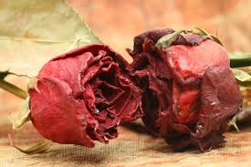 Dried Flowers Manufacturer Supplier Wholesale Exporter Importer Buyer Trader Retailer in kolkata West Bengal India